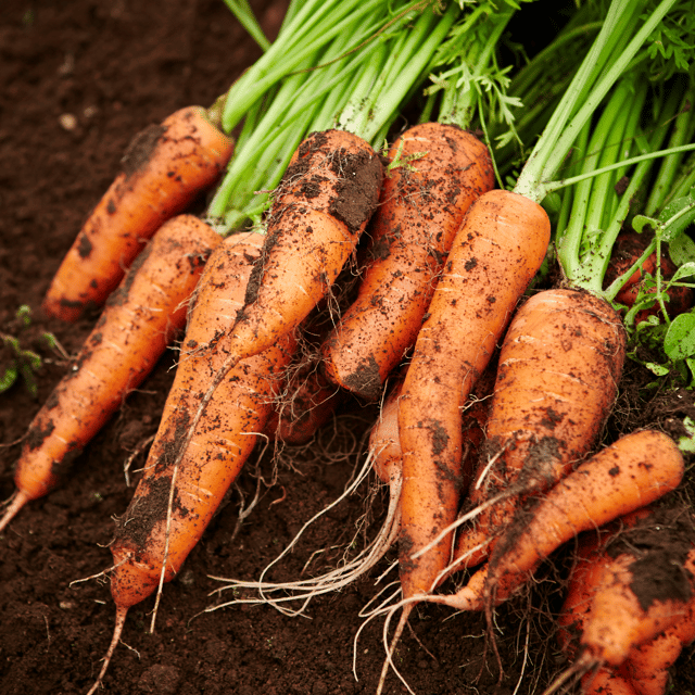 Organic Carrot/Gajar (Orange) Seeds(Pack Of - 100 Seeds)