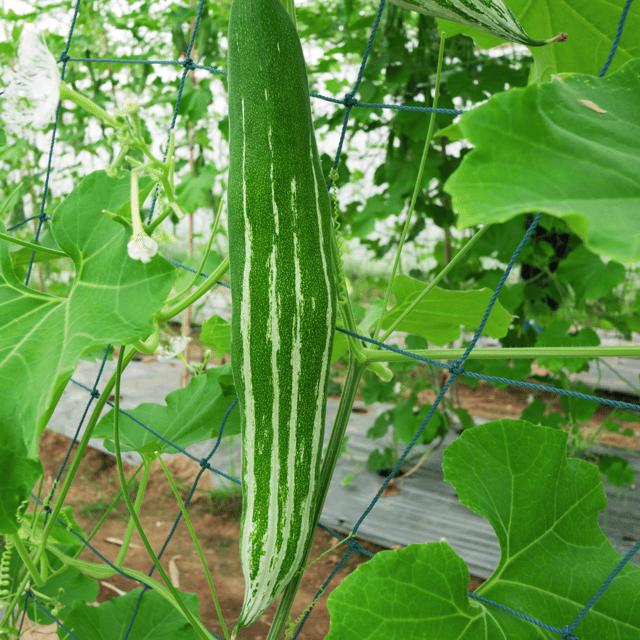 Organic Snake Gourd (Chichinda) seeds ( Pack Of - 25 Seeds)