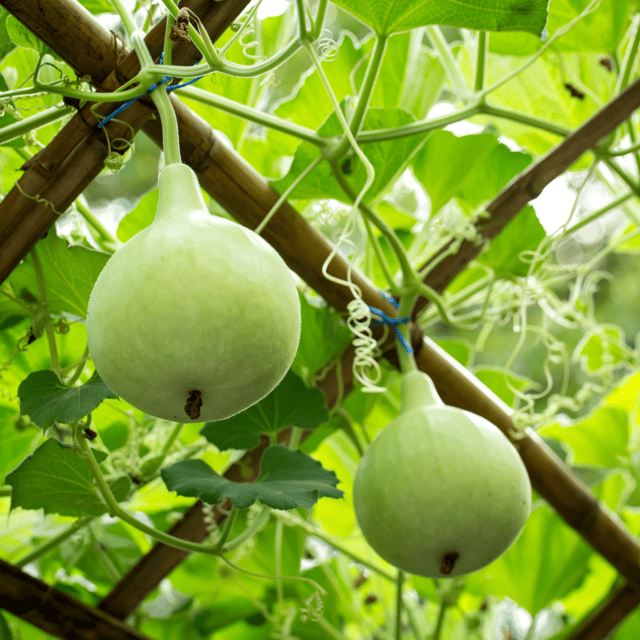 Organic Louki/Bottle Gourd(Round) Seeds (Pack Of - 06 Seeds)