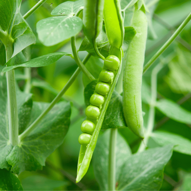 Organic Peas Seeds (Pack Of - 10 Seeds)