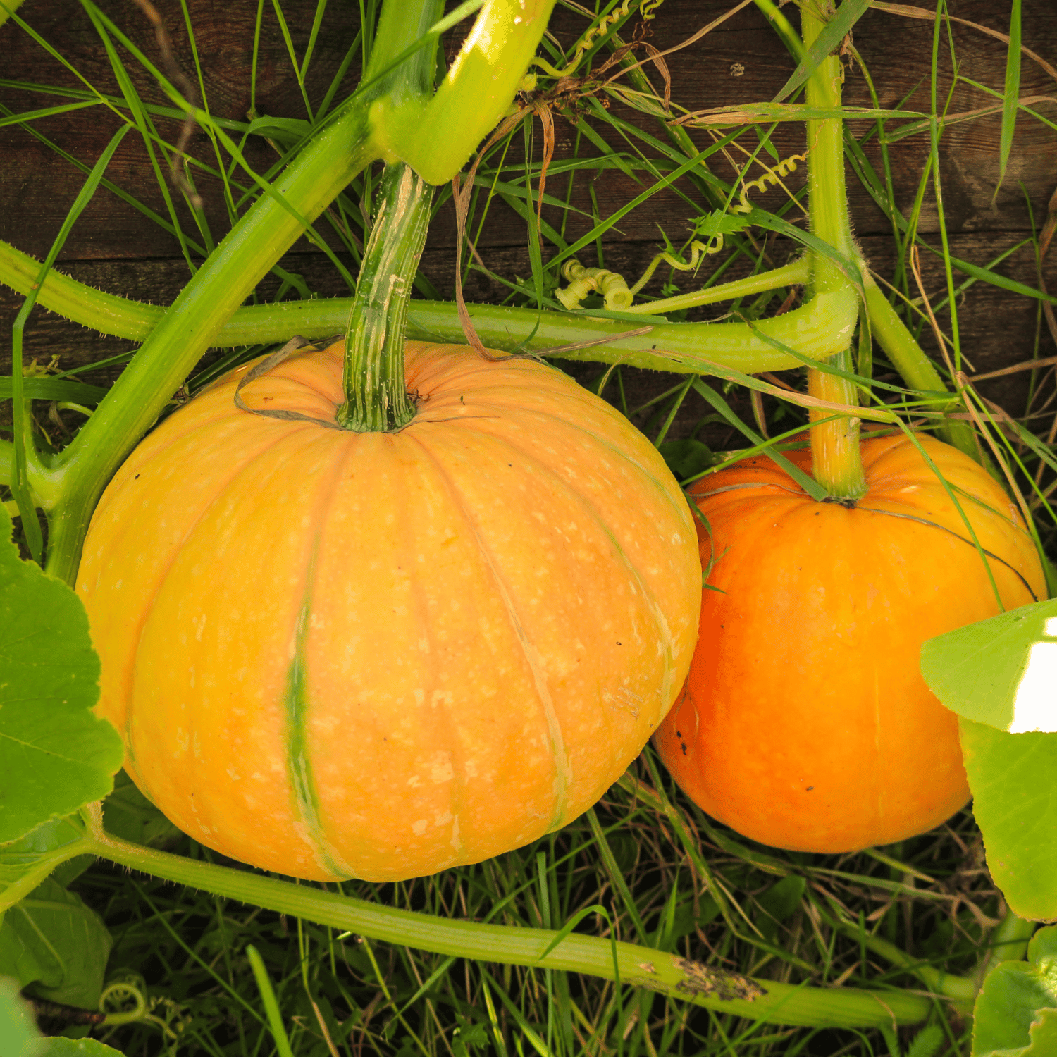 Organic Pumpkin (Yellow) Seeds (Pack Of - 25 Seeds)