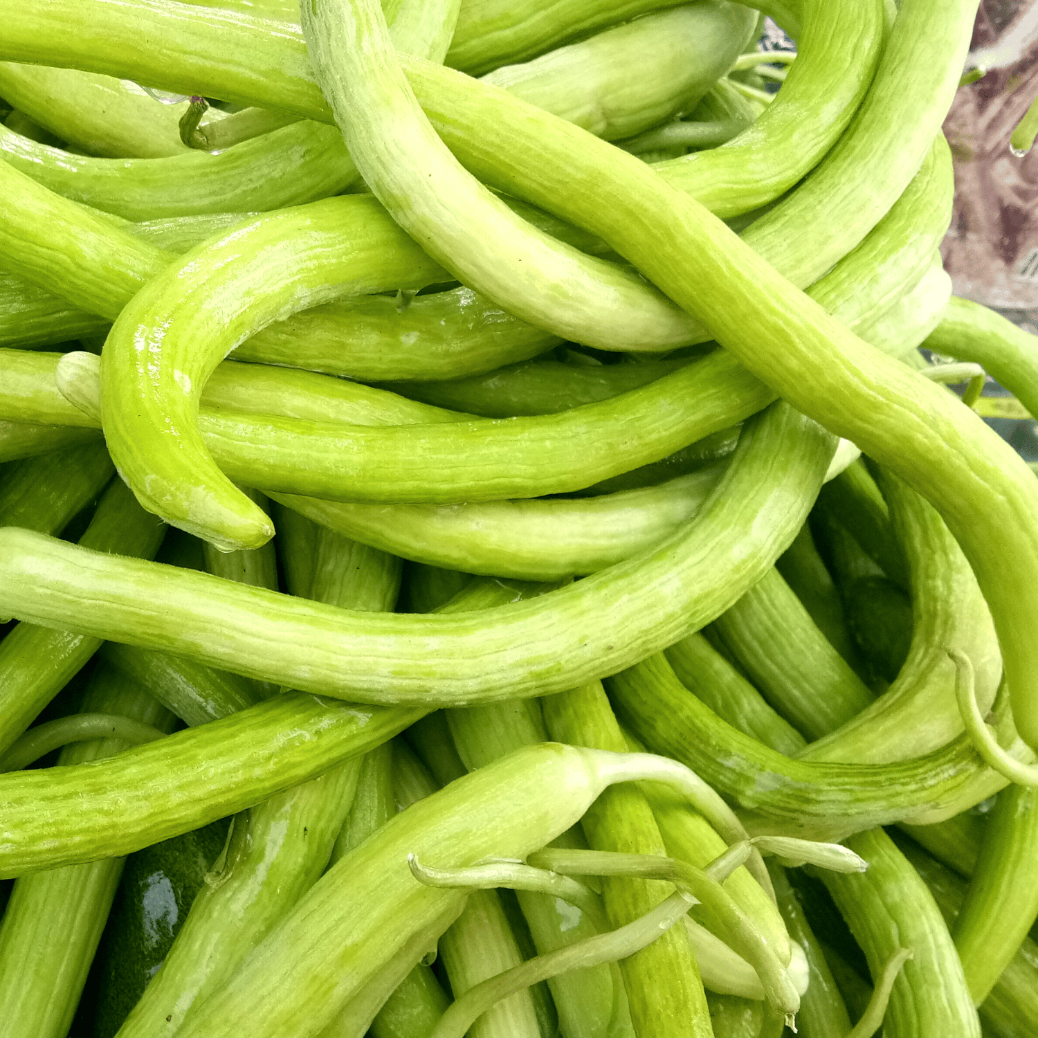 Organic (Desi) Kakri/ Armenian Cucumber Seeds(Pack Of - 15 Seeds)