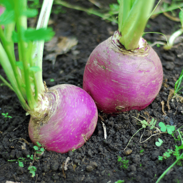 Organic Turnip Seeds(Pack Of - 20 Seeds)