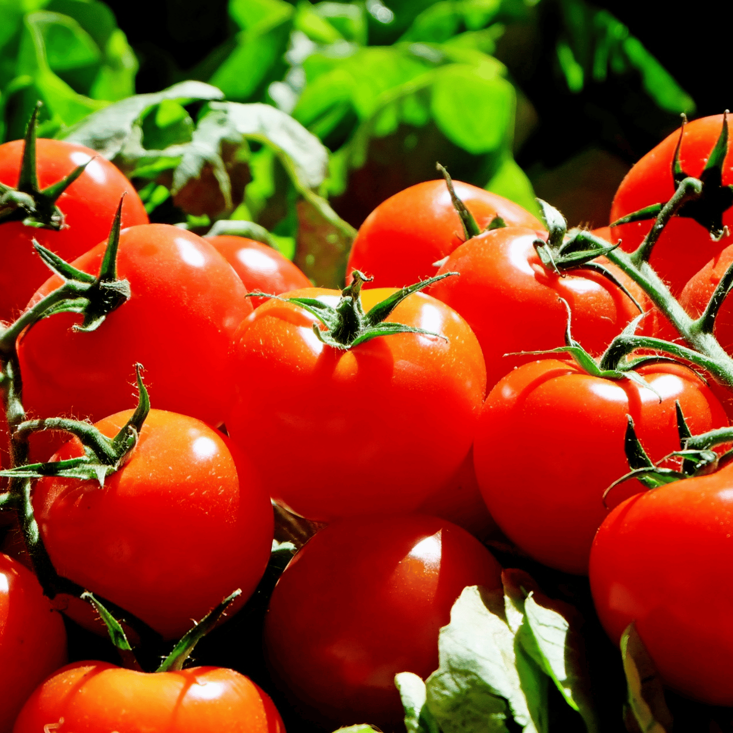 Organic (Desi) Tomato Seeds(Pack Of - 100 Seeds)