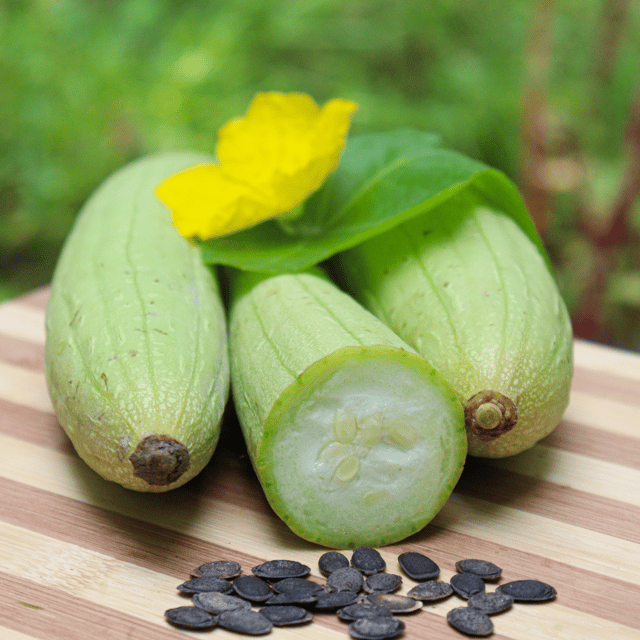 Organic Sponge Gourd (Nenuwa) Seed (Pack Of -06 Seeds)