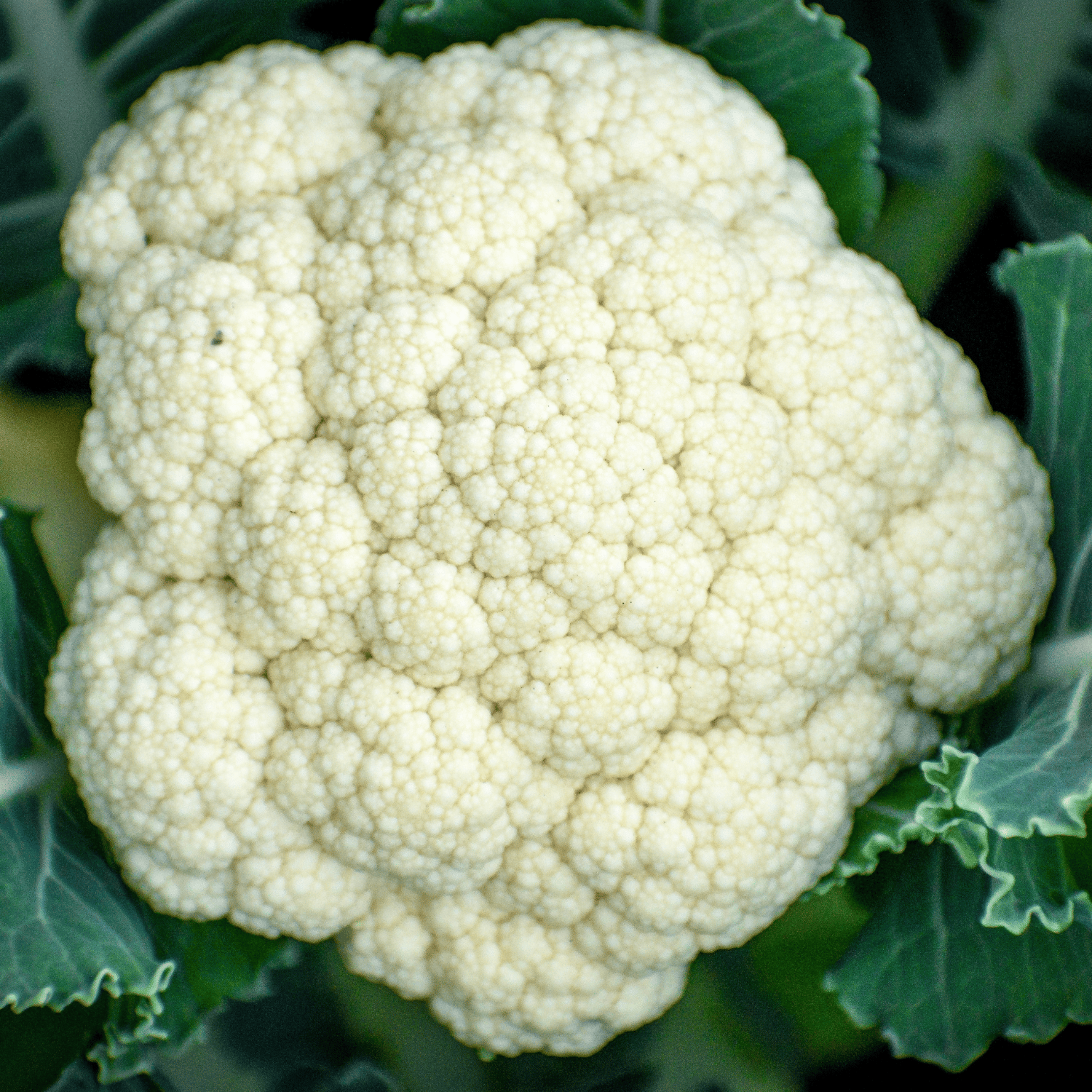 Organic (Desi) Cauliflower/ Phulgovi Seeds(Pack Of - 100 Seeds)