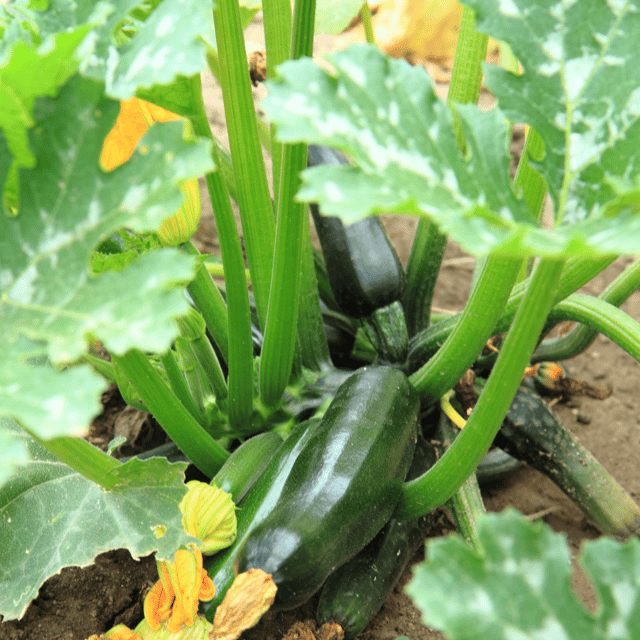 Organic Zucchini (Turee) Seed (Pack Of -06 Seeds)