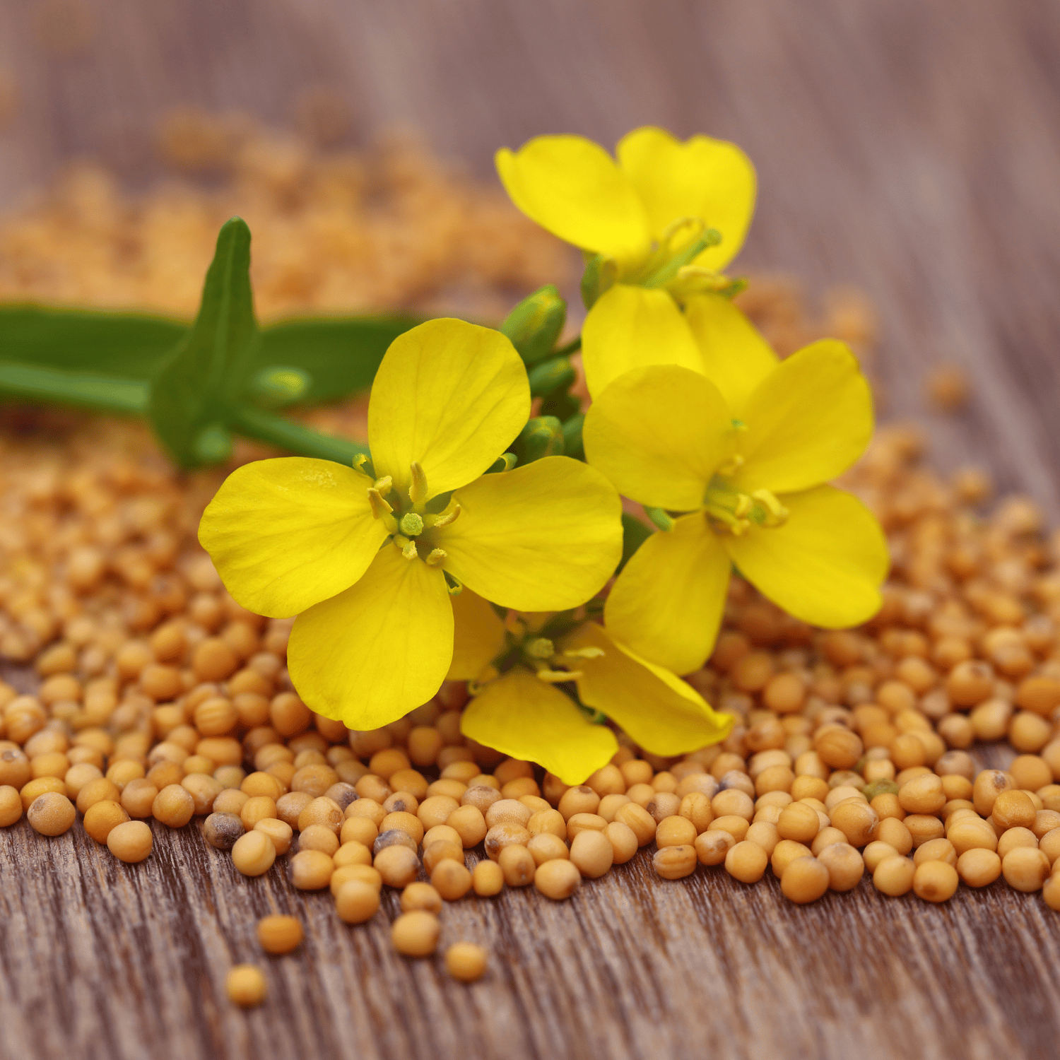 Organic (Desi) Mustard/Sarso Seeds(Pack Of - 30 Seeds)