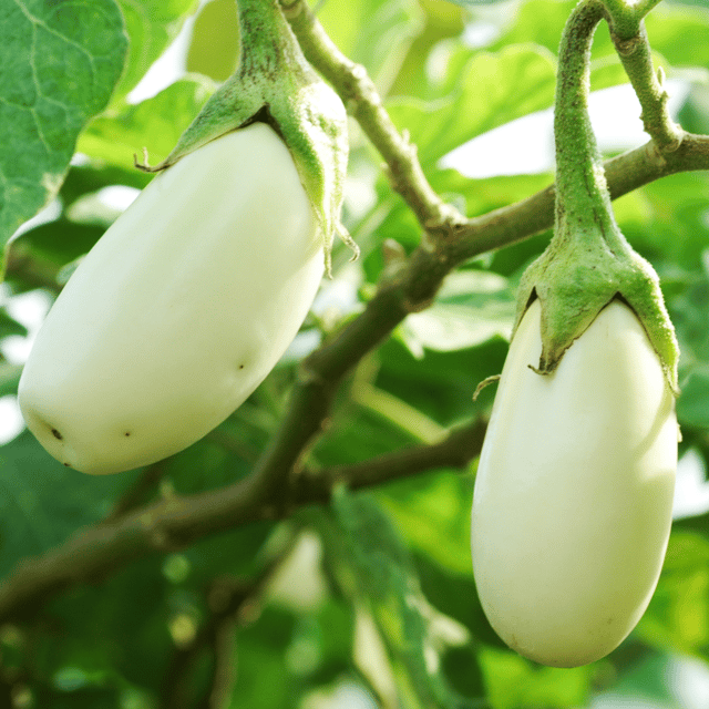 Organic White Brinjal Seeds(Pack Of - 30 Seeds)