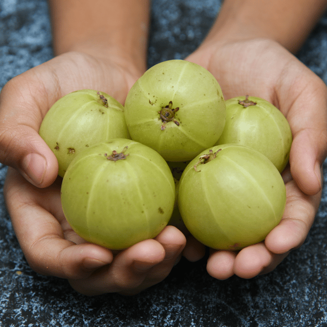 Organic Amla/Auraa Indian Gooseberry  Seeds(Pack Of - 100 Seeds)