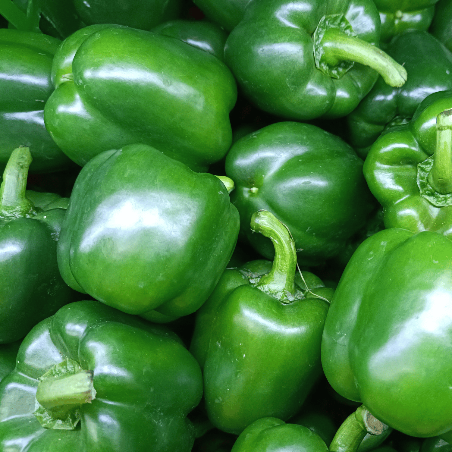 Organic Capsicum(Green) Seeds(Pack Of - 20 Seeds)