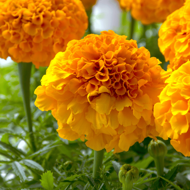 Marigold  African Variety (Orange)Flower Seeds (Pack Of - 10 Seeds)