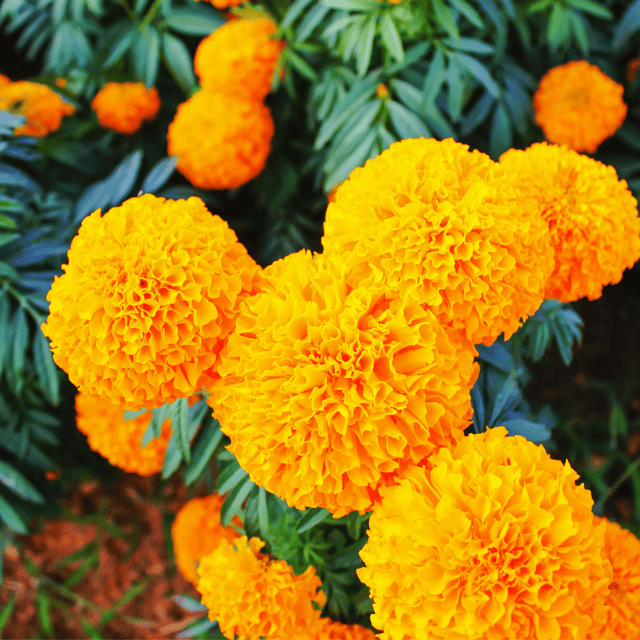 Marigold  African Variety (Orange)Flower Seeds (Pack Of - 50 Seeds)