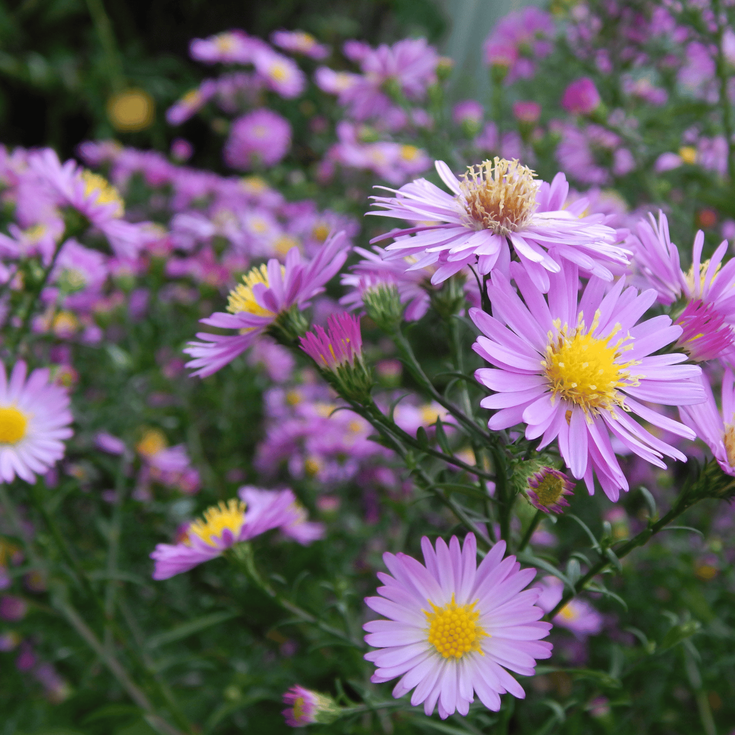 Aster /(Sharadpushpa) Flower Seed (Pack Of - 50 Seeds)