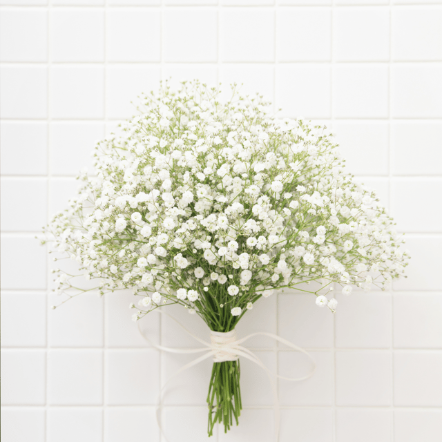 Gypsophila Flower Seed (Pack Of - 50 Seeds)