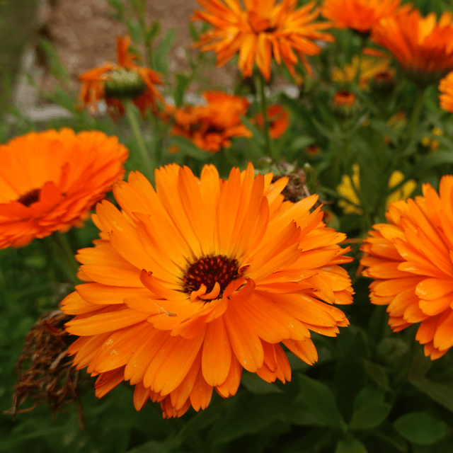 Calendula Flower Seed (Pack Of 100 Seeds)