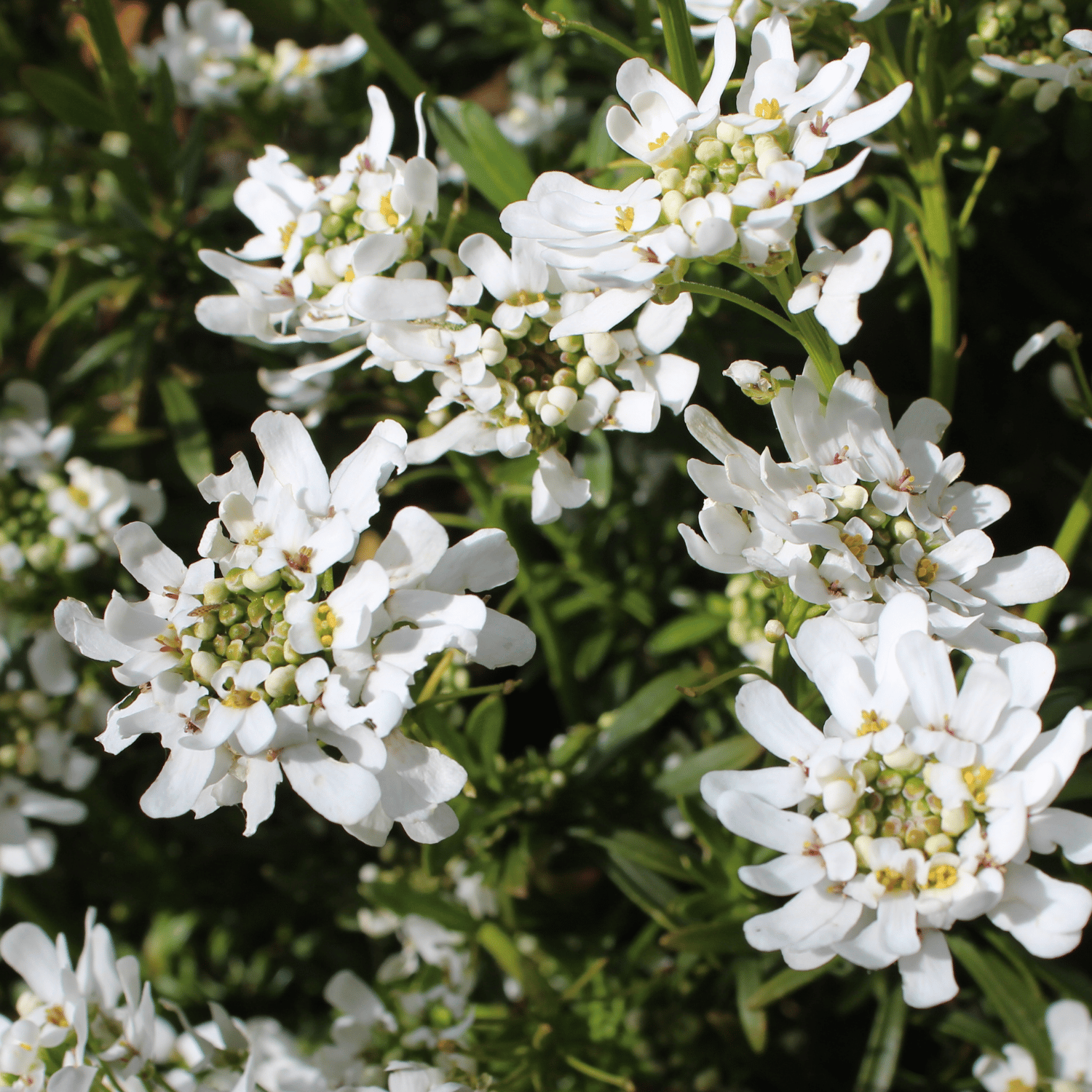 Candytuft / Iberis Flower Seed (Pack Of -100 Seeds)