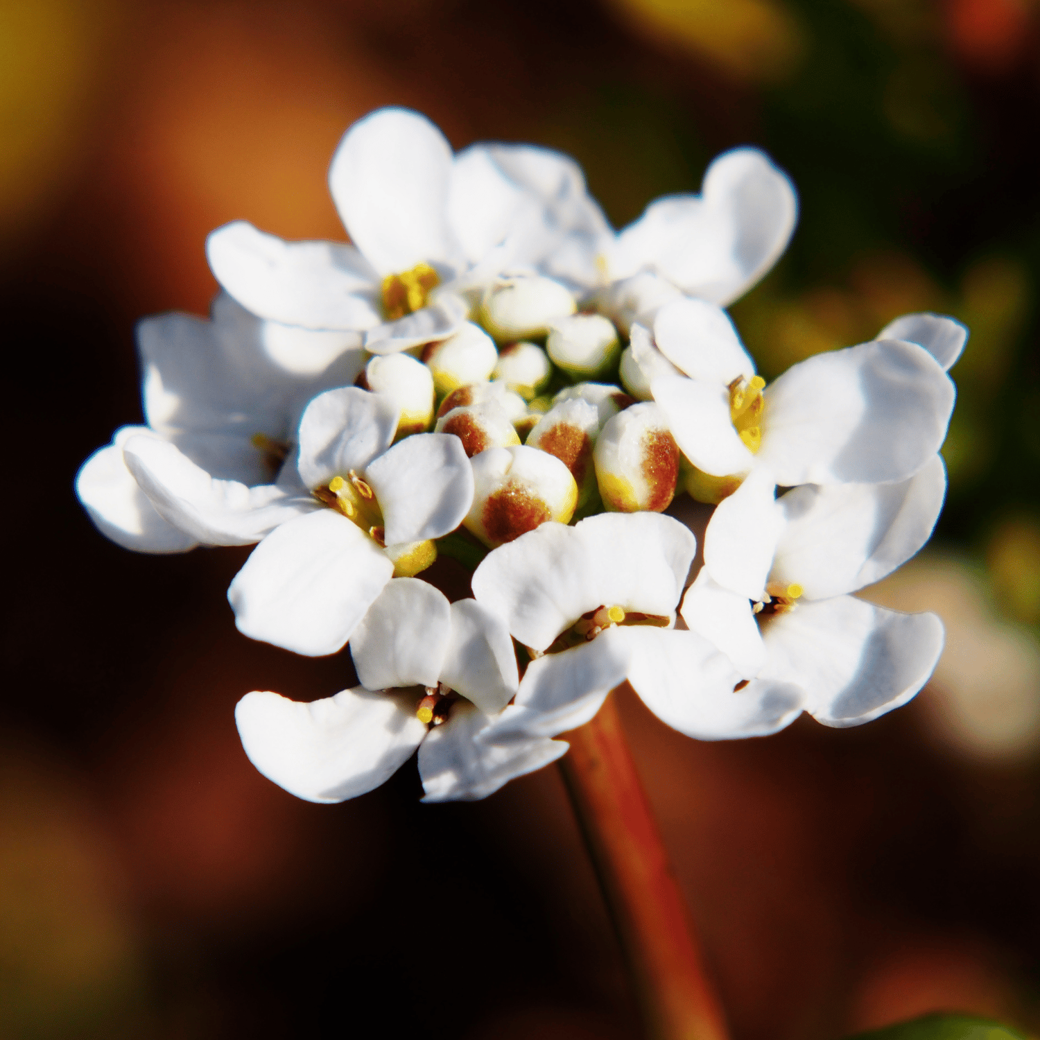 Candytuft / Iberis Flower Seed (Pack Of -20 Seeds)