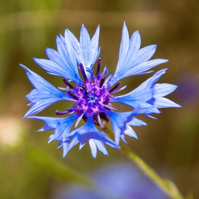 Corn Flower Seed (Pack Of - 100 Seeds)