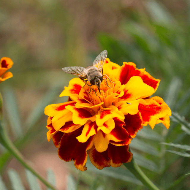 French(Jafri) Marigold Flower Seed (Pack Of - 20 Seeds)