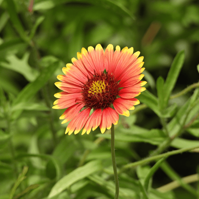 Gaillardia /Blanket Flower Seed (Pack Of -20 Seeds)