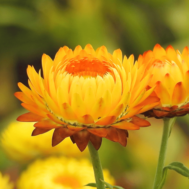 Helichrysum Flower Seed (Pack Of - 20 Seeds)