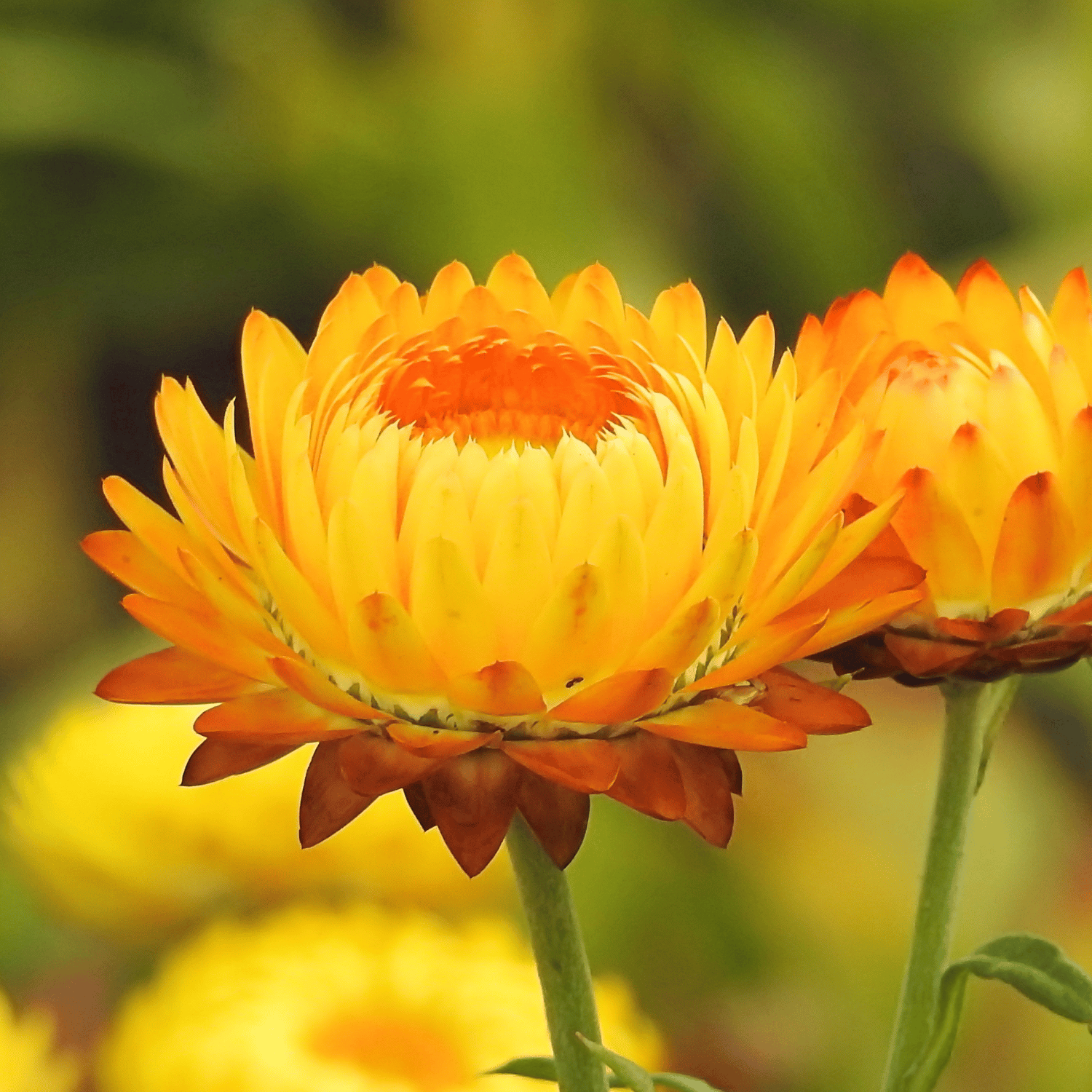 Helichrysum Flower Seed (Pack Of - 20 Seeds)