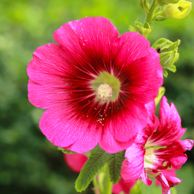 Hollyhock Flower (Mix) Seed (Pack Of 20 Seeds)