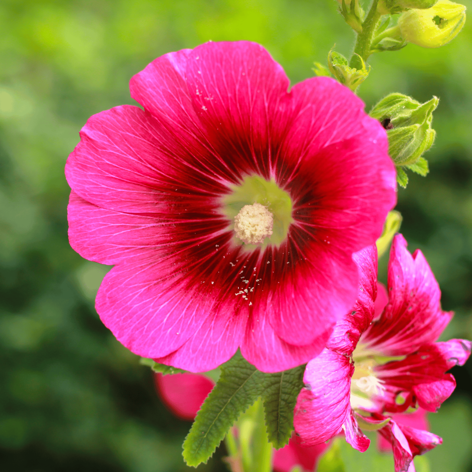 Hollyhock Flower (Mix) Seed (Pack Of 20 Seeds)