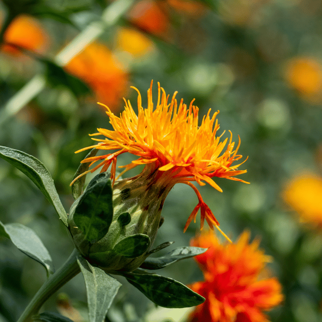 Kusum /Safflower Flower Seed (Pack Of - 10 Seeds)