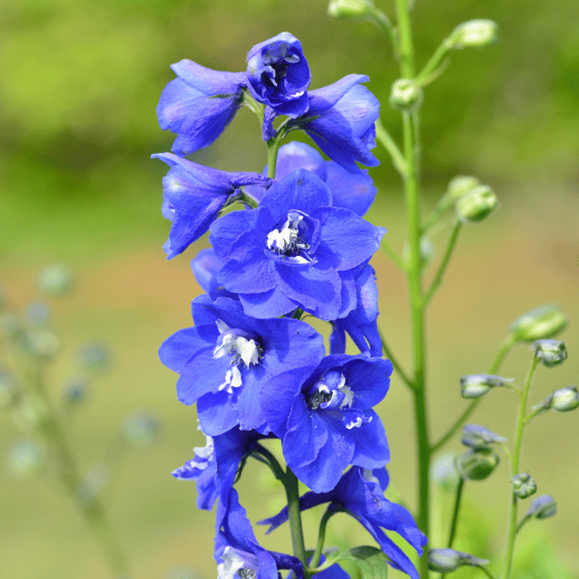 Larkspur /Delphinium Flower Seed (Pack Of -20 Seeds)