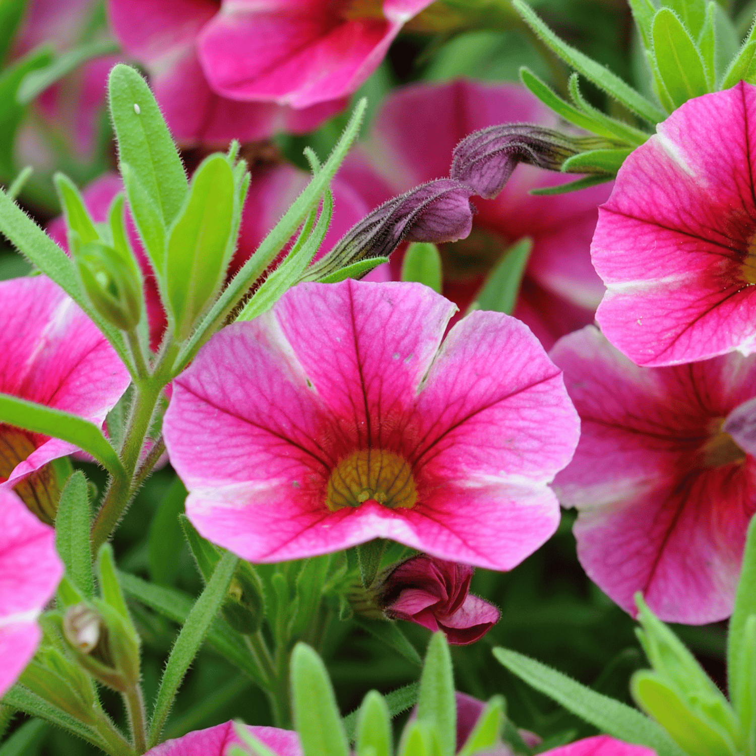 Petunia Flower (Mix)Seed (Pack Of - 20 Seeds)