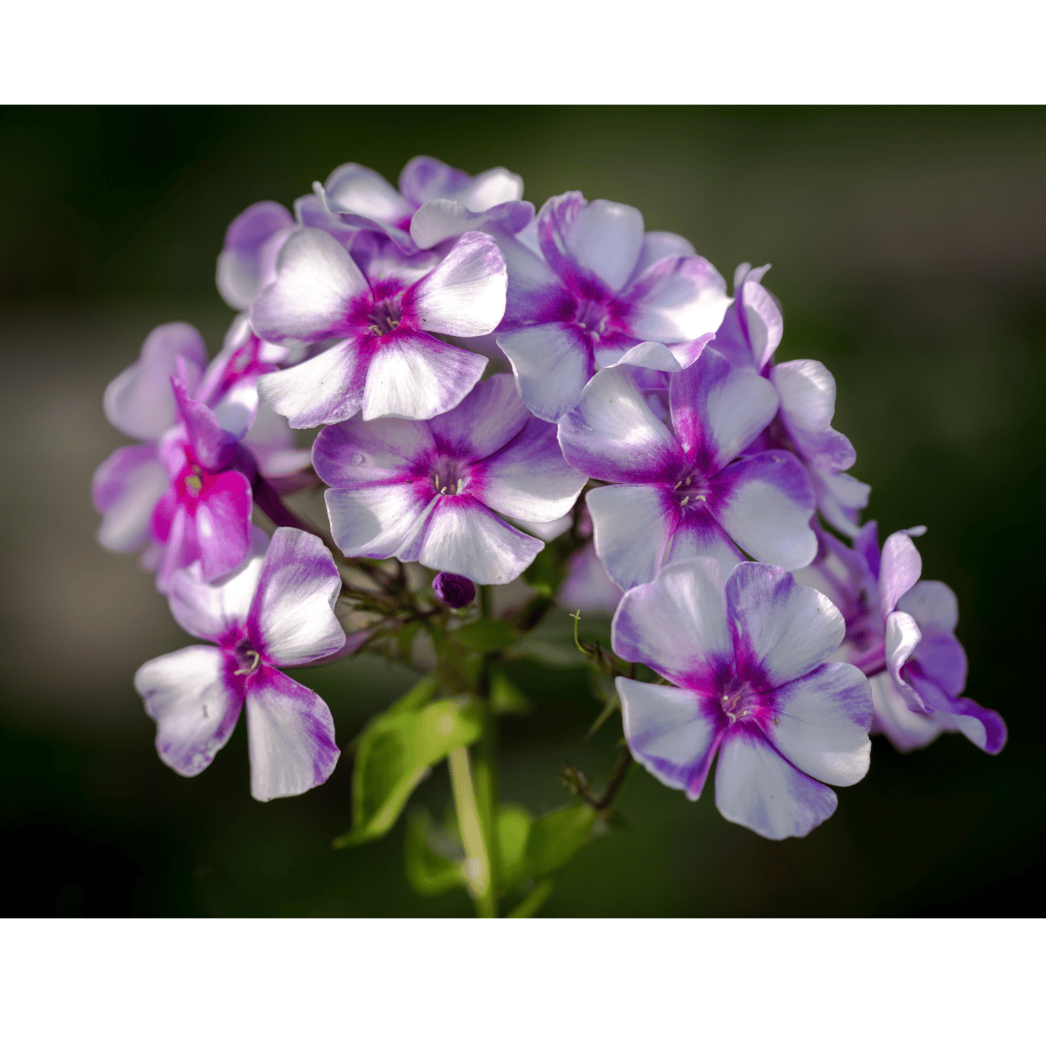 Phlox Flower Seed (Pack Of - 20 Seeds)