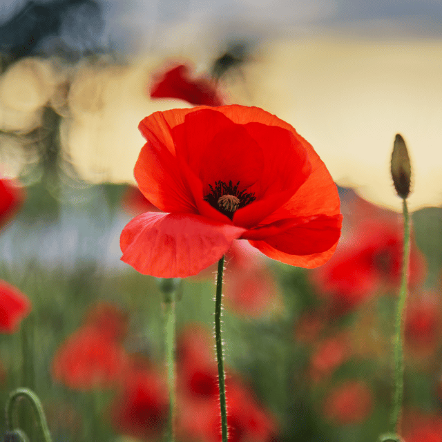 Poppy Red /Papaver Rhoeas Flower Seed  (Pack Of - 20 Seeds)