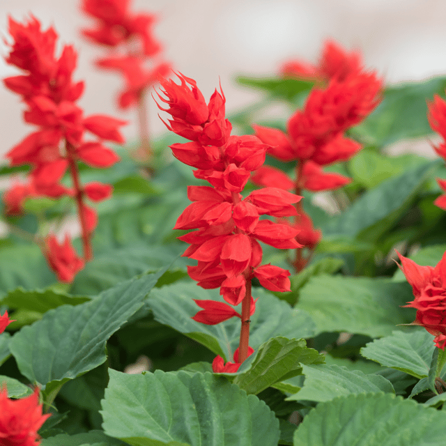 Salvia (Red) Flower Seed (Pack Of-50 Seeds)