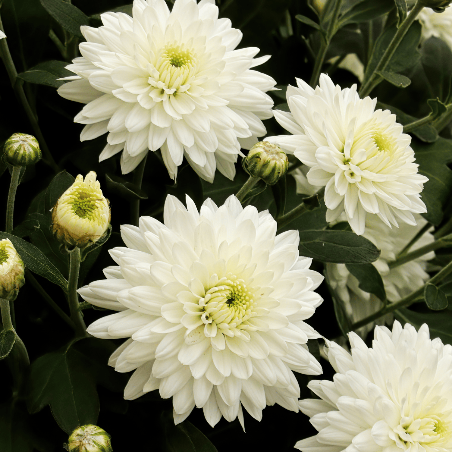 Chrysanthemum / Guldaudi (White) Flower Seed (Pack Of -20 Seeds)