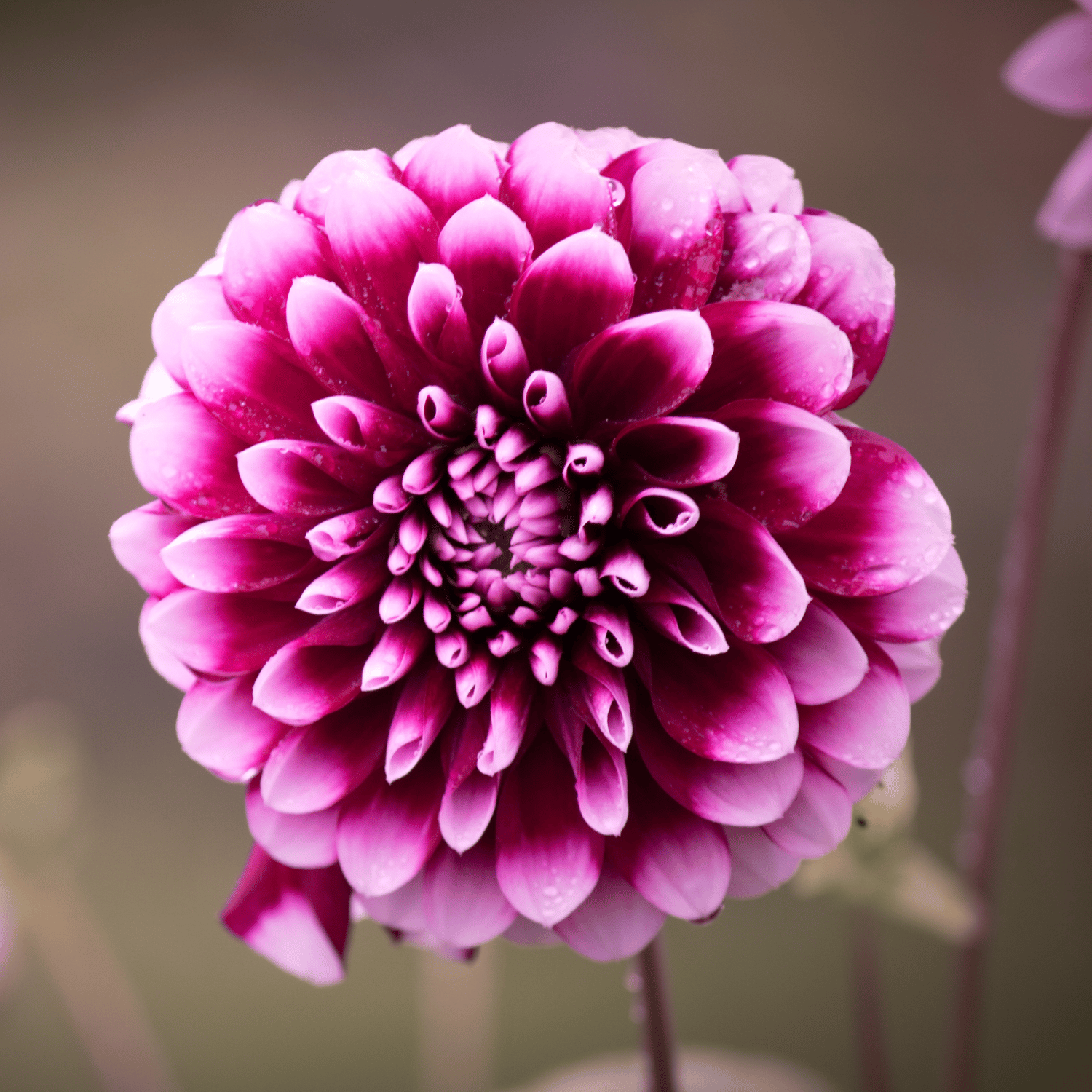 Dahlia Flower (Mix) Seed (Pack Of -100 Seeds)