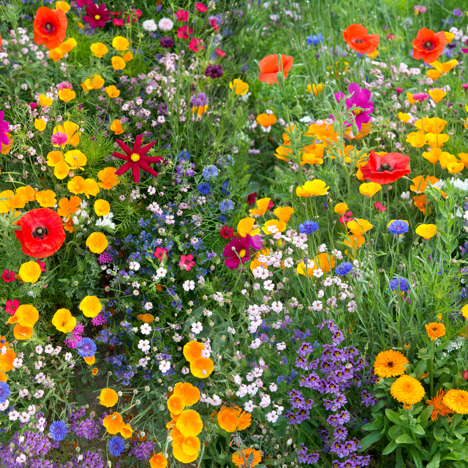 Poppy California (Mix) Flower Seed (Pack Of -50 Seeds)