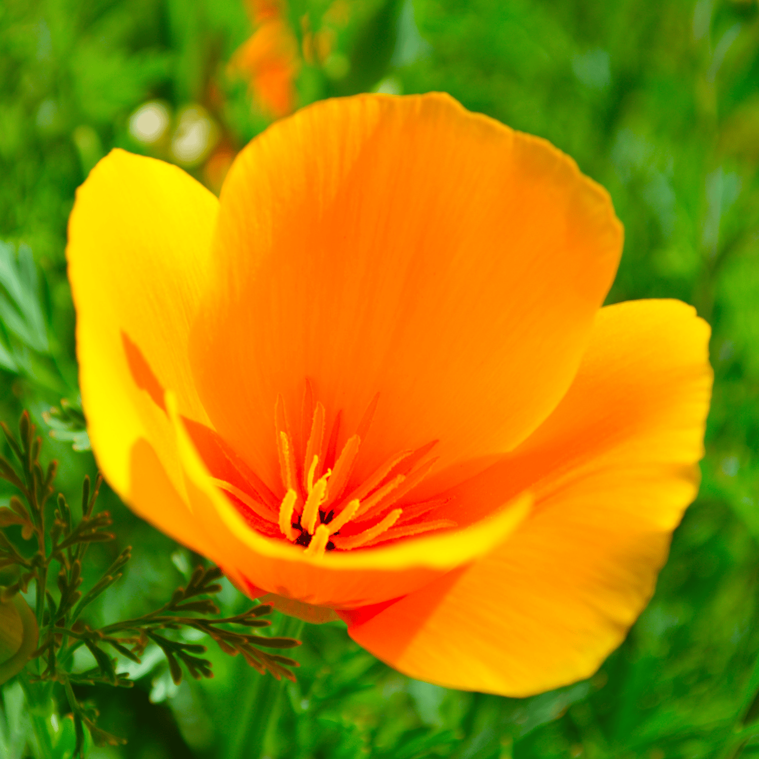 Poppy California (Mix) Flower Seed (Pack Of -20 Seeds)