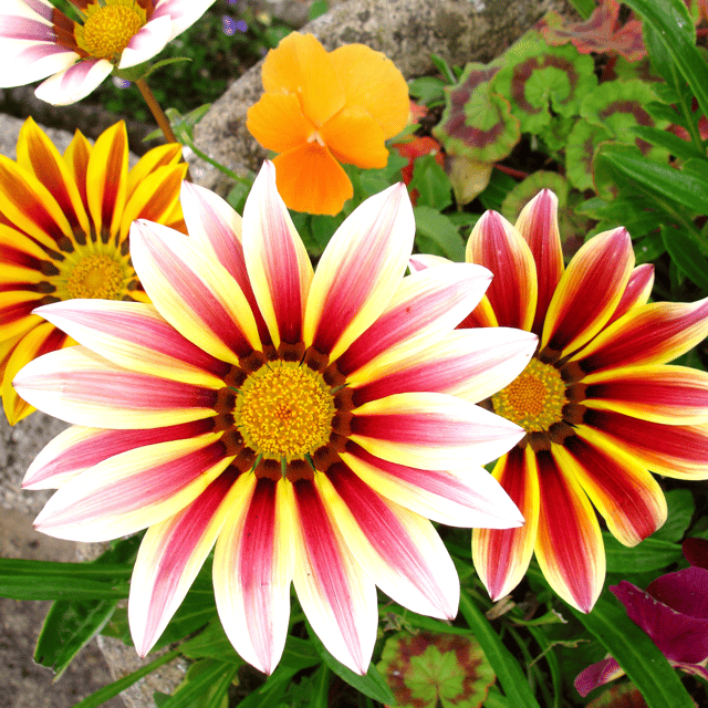 Gazania Flower(Mix) Seed (Pack Of -10 Seeds)