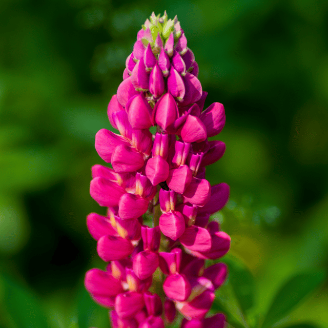 Lupine Flower Mix Seed (Pack Of - 20 Seeds)