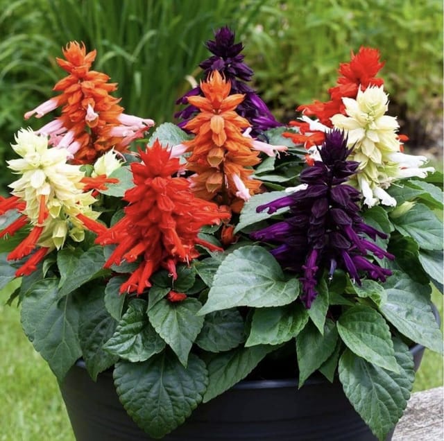 Salvia (Mix) Flower Seed (Pack Of -100 Seeds)