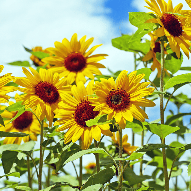 Sunflower Seed(Pack Of -10 Seeds)