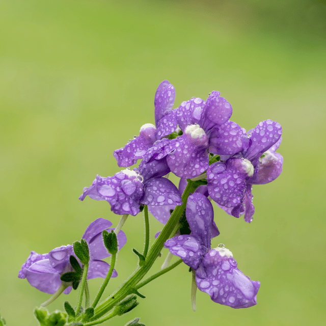 Nemesia Flower Seed(Pack Of - 100 Seeds)