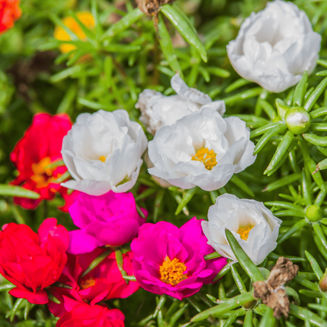 Moss Rose (Portulaca Grandiflora) Flower Seed (Pack Of- 100 Seeds)