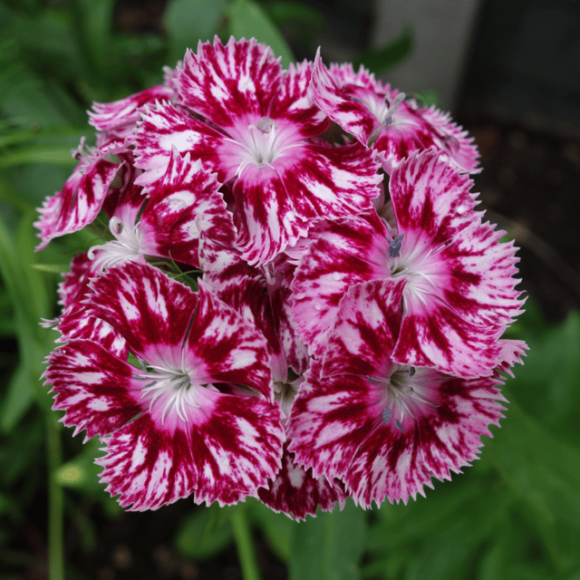 Dianthus / Sweet William(Mix) Flower Seed(Pack Of -10 Seeds)