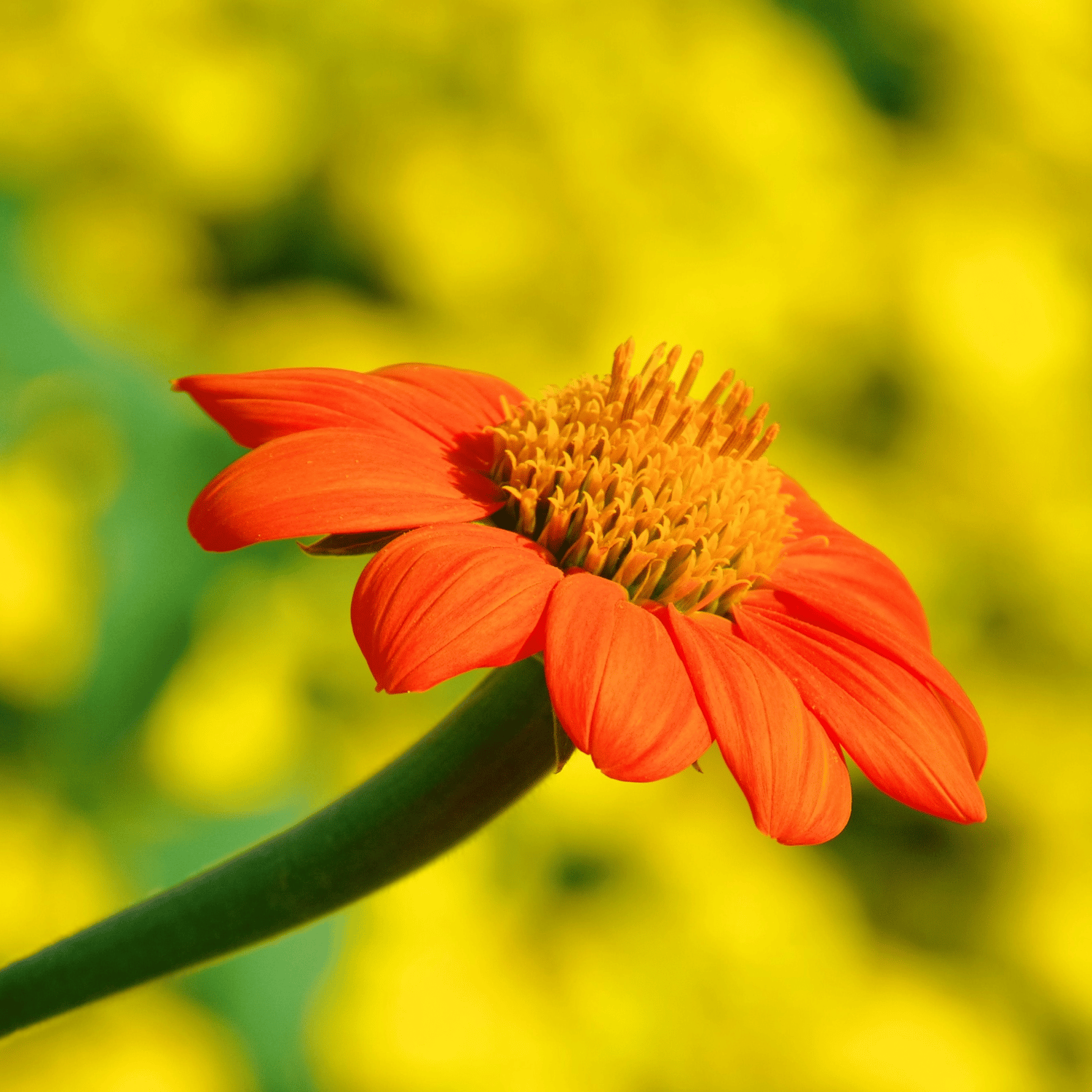 Tithonia Flower Seeds (Pack Of - 100 Seeds)