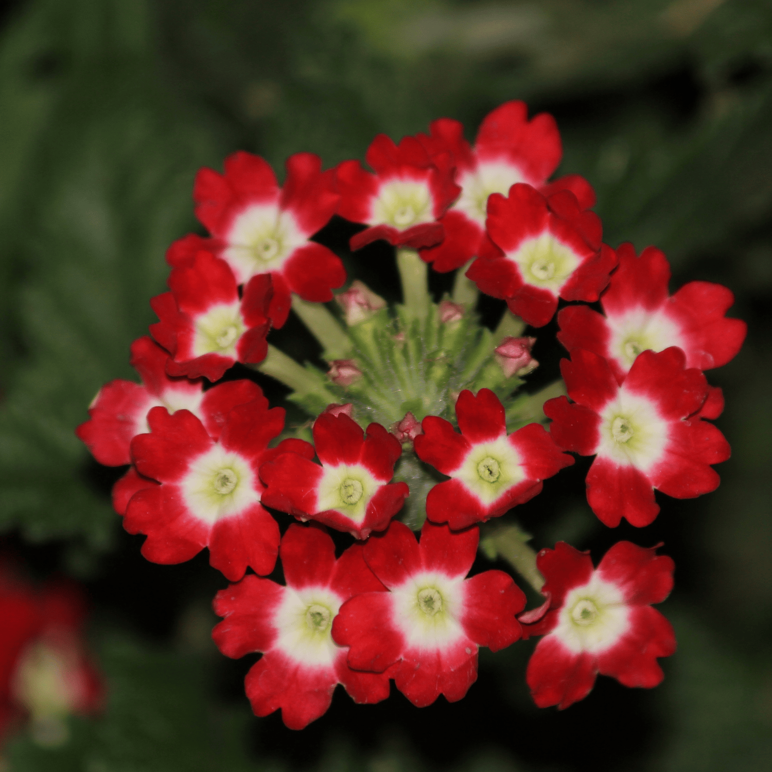 Verbena (Mix) Flower Seed (Pack Of -20 Seeds)