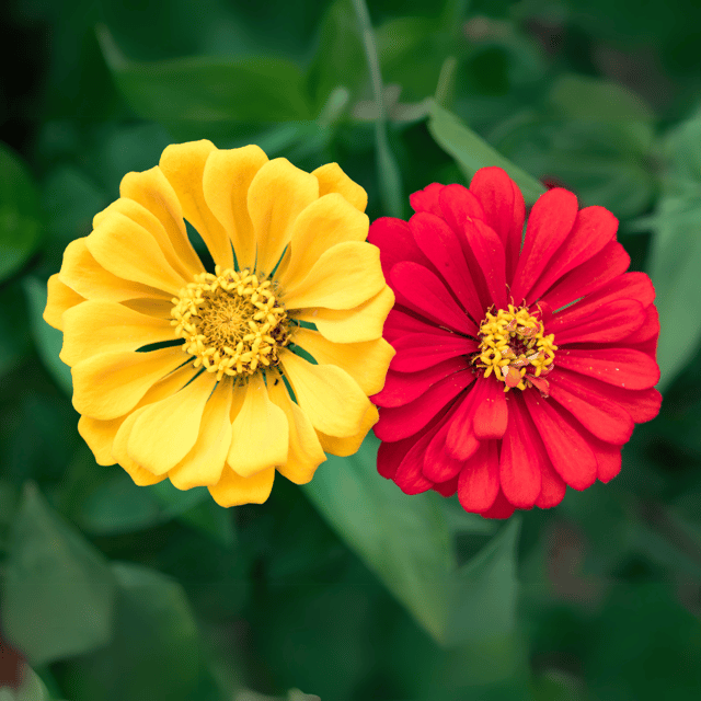 Zinnia Mix Flower Seeds  (Pack Of - 30 Seeds)