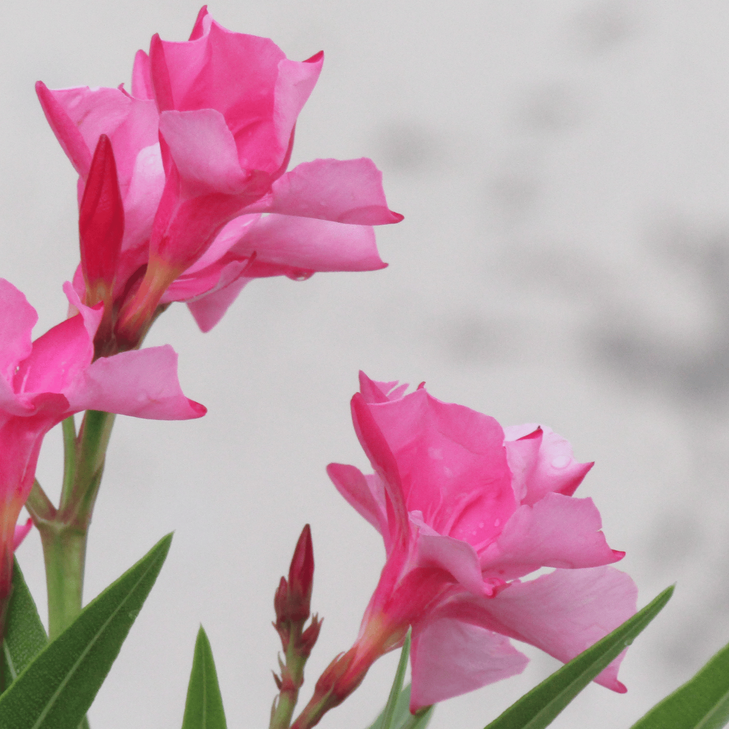 Kaner/ Nerium oleander Flower Seed(Pack Of -100 Seeds)